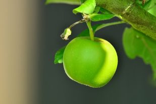 Şifalı Bitkiler Yeşil Elma